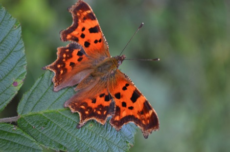 comma butterfly